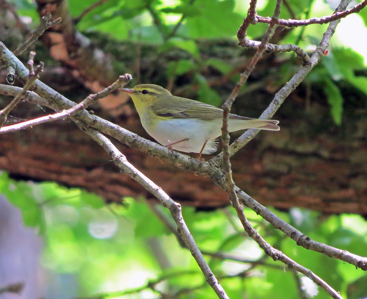 Wood Warbler - ML242202271