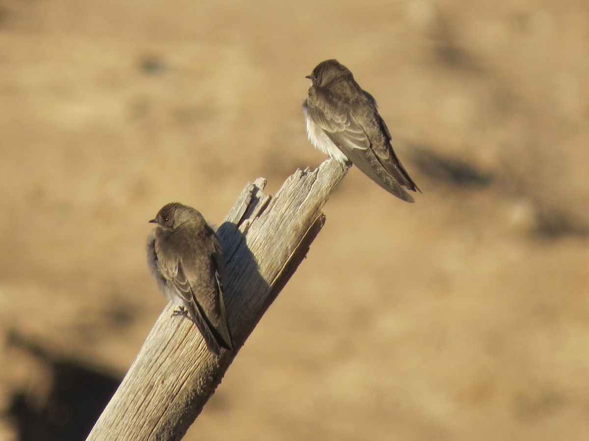 Northern Rough-winged Swallow - Edana Salisbury