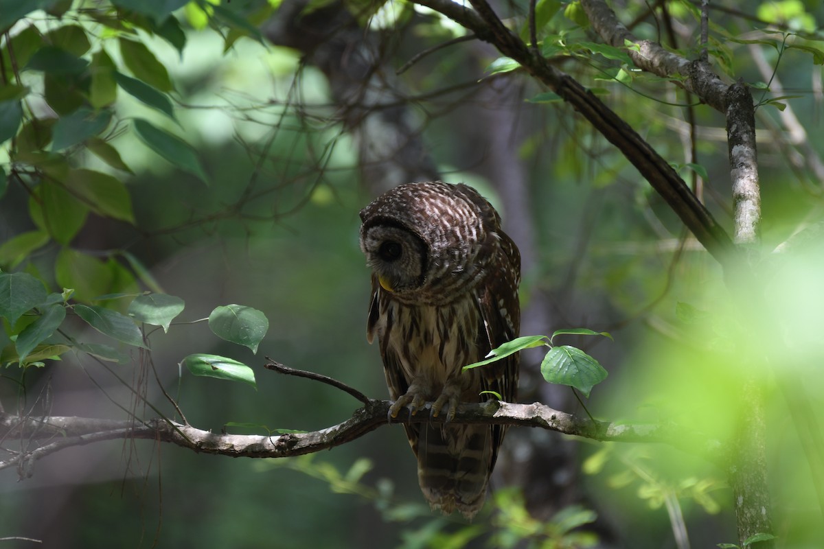 Barred Owl - ML242203471