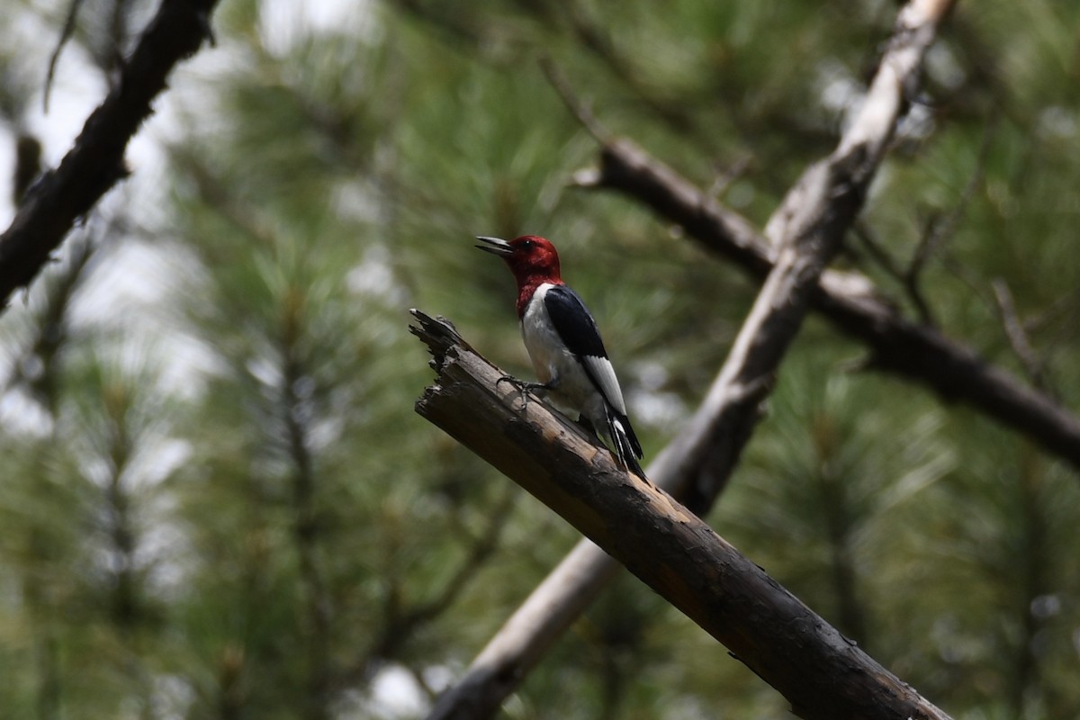 Red-headed Woodpecker - ML242203531
