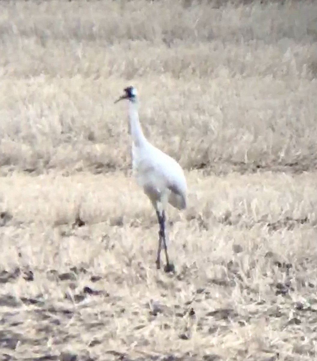 Whooping Crane - Rob Worona