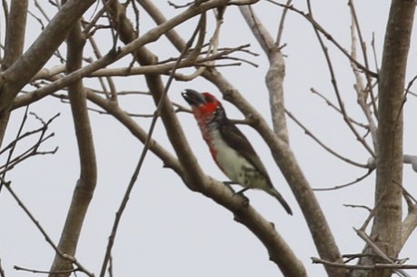 Vieillot's Barbet - Knut Hansen