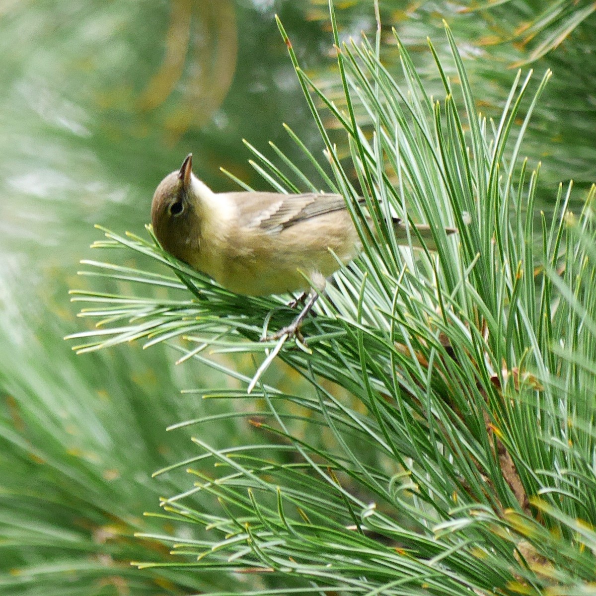 Pine Warbler - Ed Gaillard