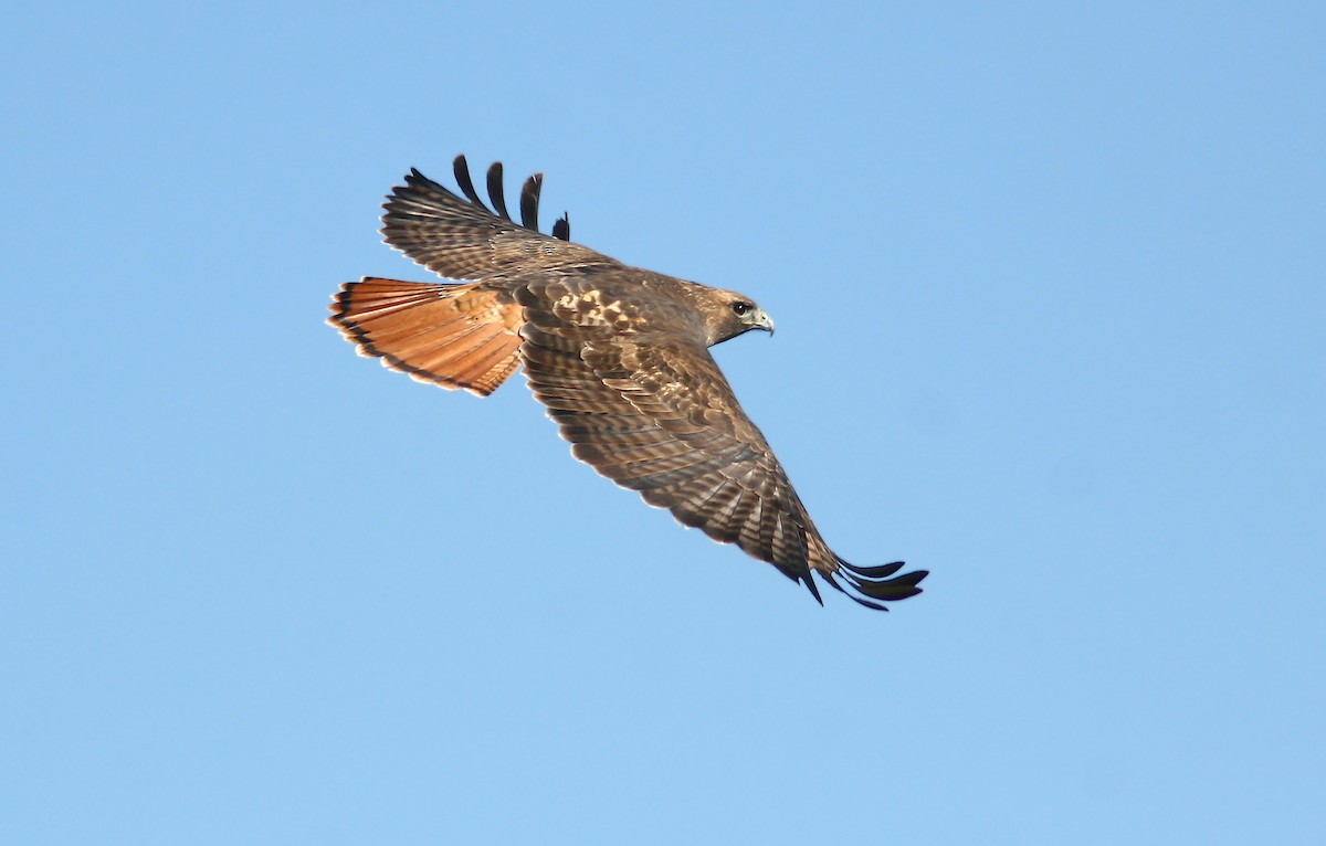 Red-tailed Hawk (calurus/alascensis) - ML242212301