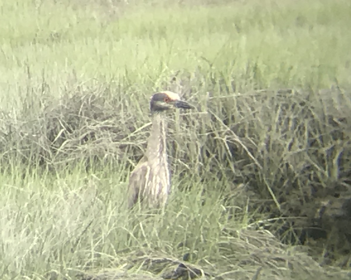 Yellow-crowned Night Heron - ML242212341