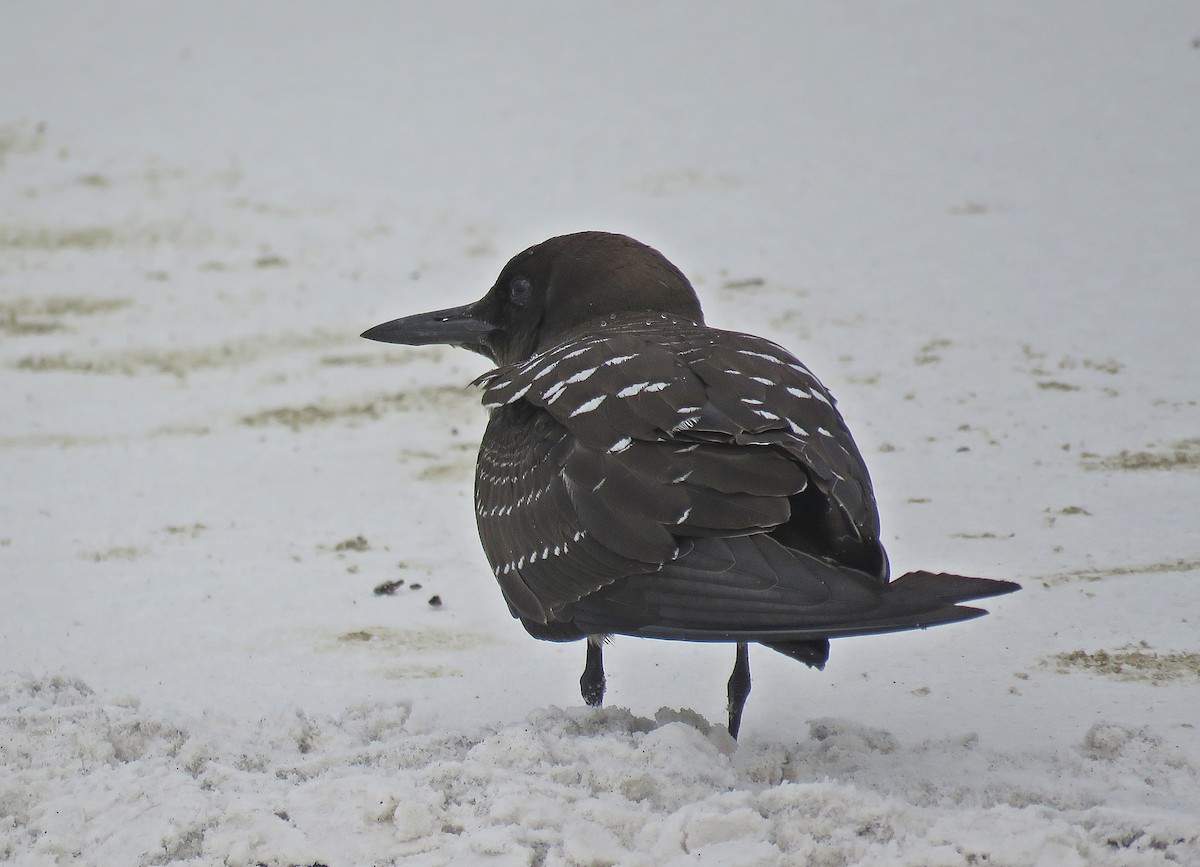 Sooty Tern - Ken Burton