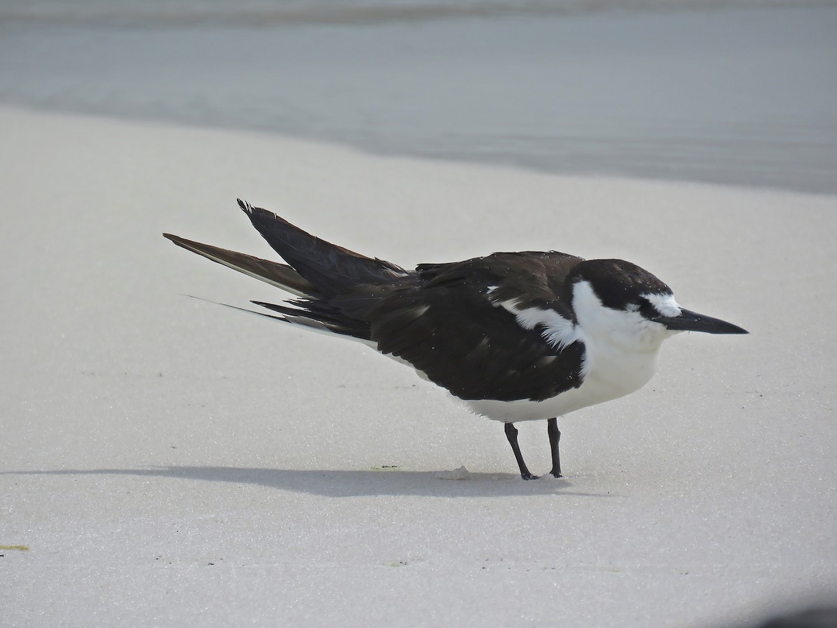 Sooty Tern - Ken Burton