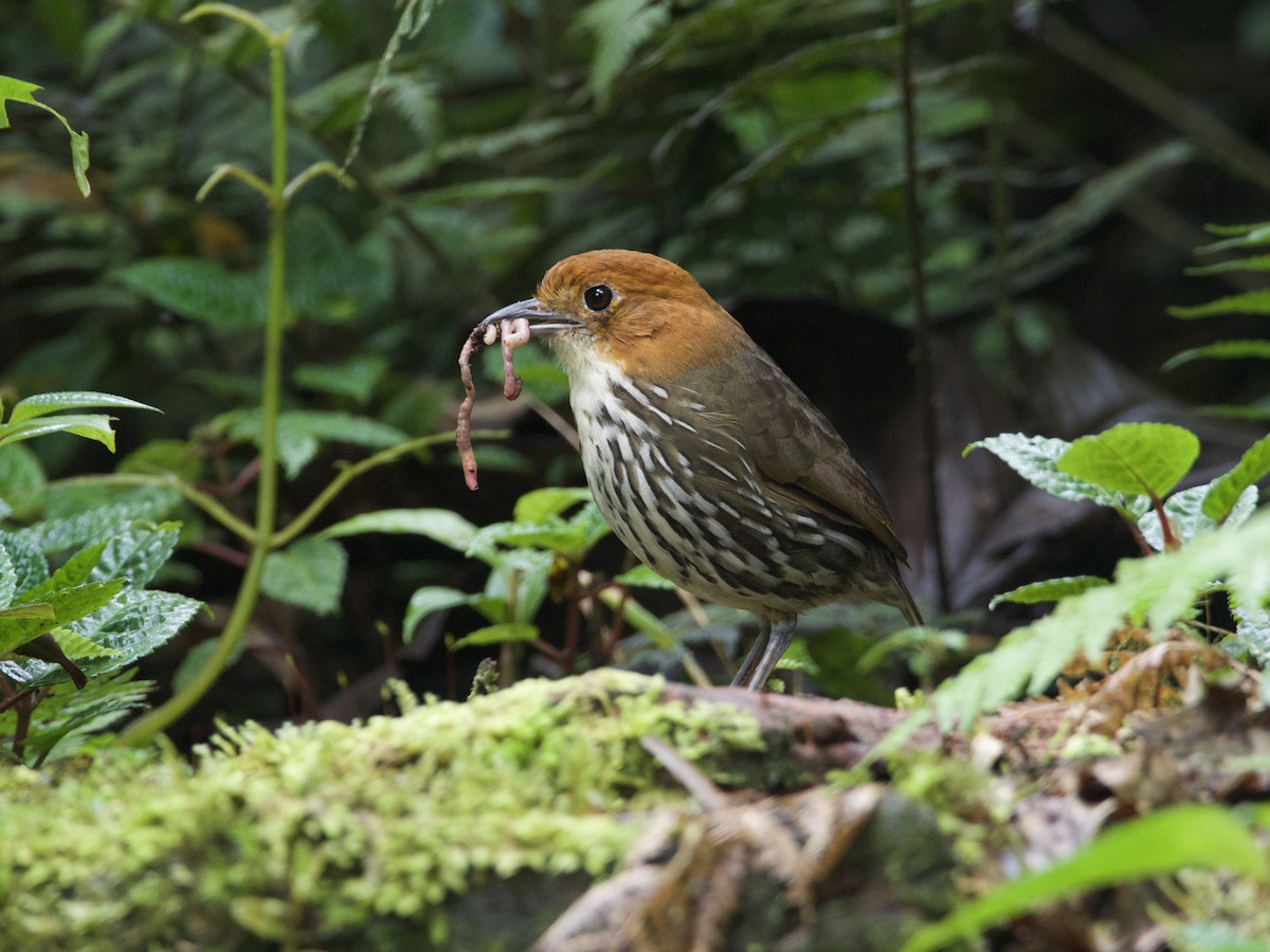 Chestnut-crowned Antpitta - Kathryn Milligan