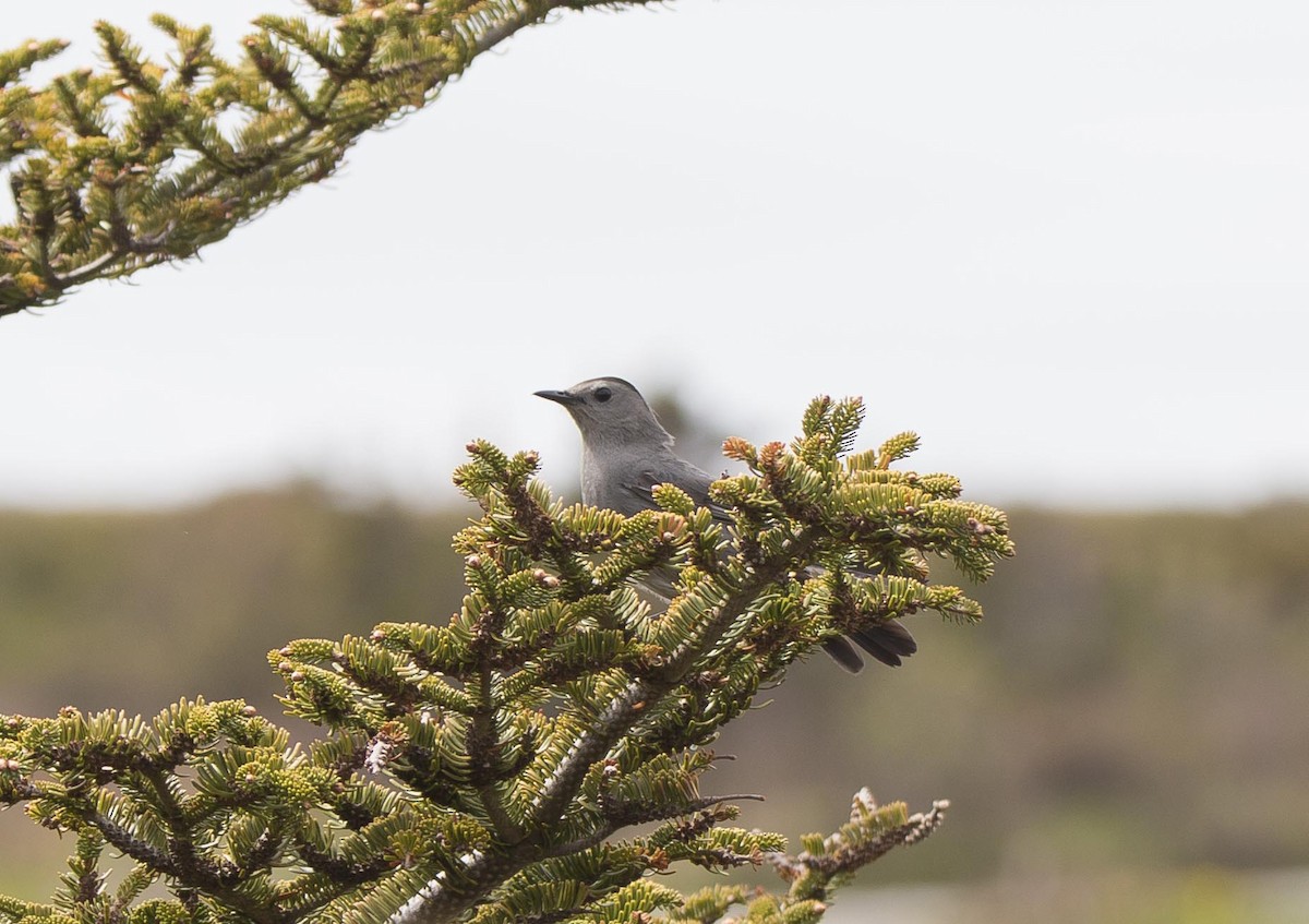 Gray Catbird - ML242213521