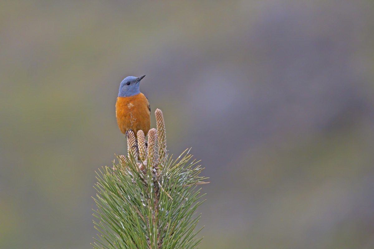 Rufous-tailed Rock-Thrush - Marco Valentini