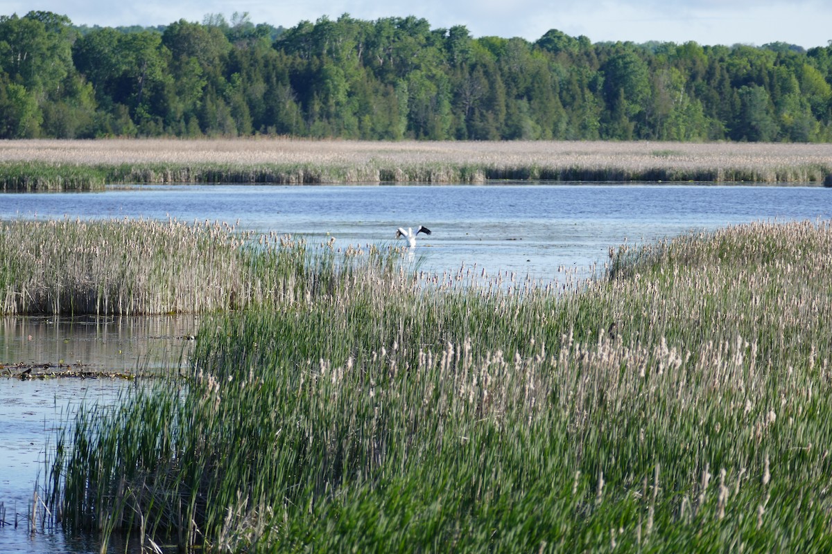 American White Pelican - ML242215181