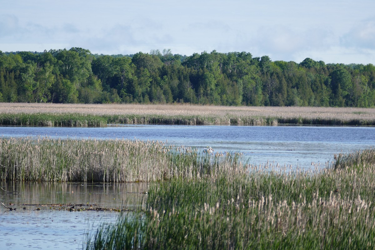 American White Pelican - ML242215481