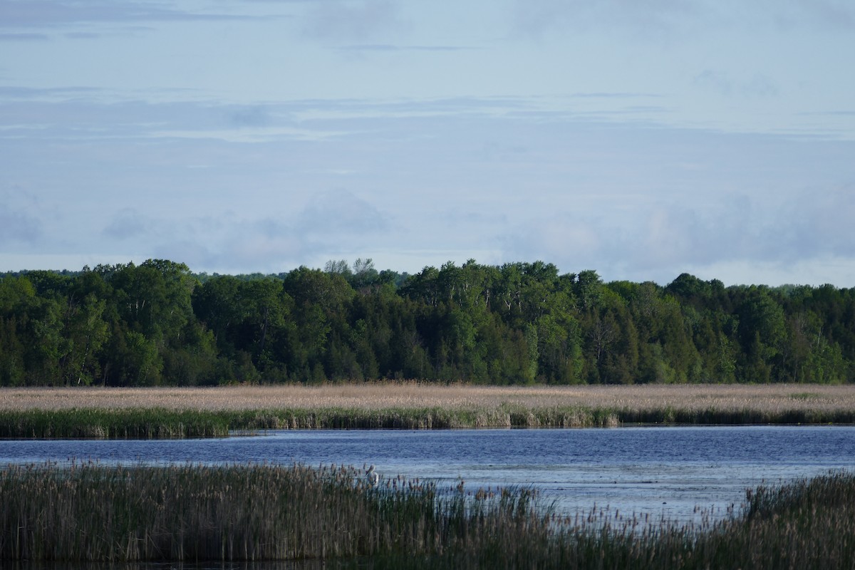 American White Pelican - ML242215641