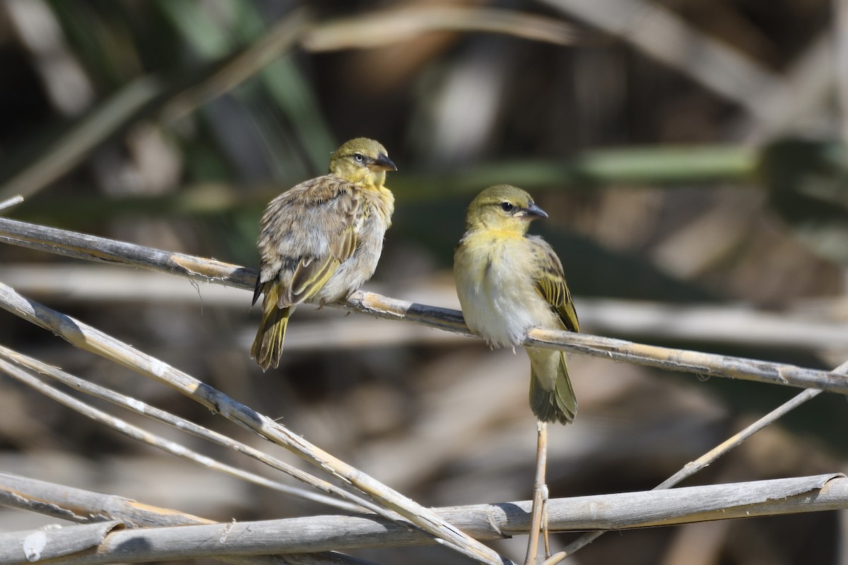 Black-headed Weaver - ML242215731