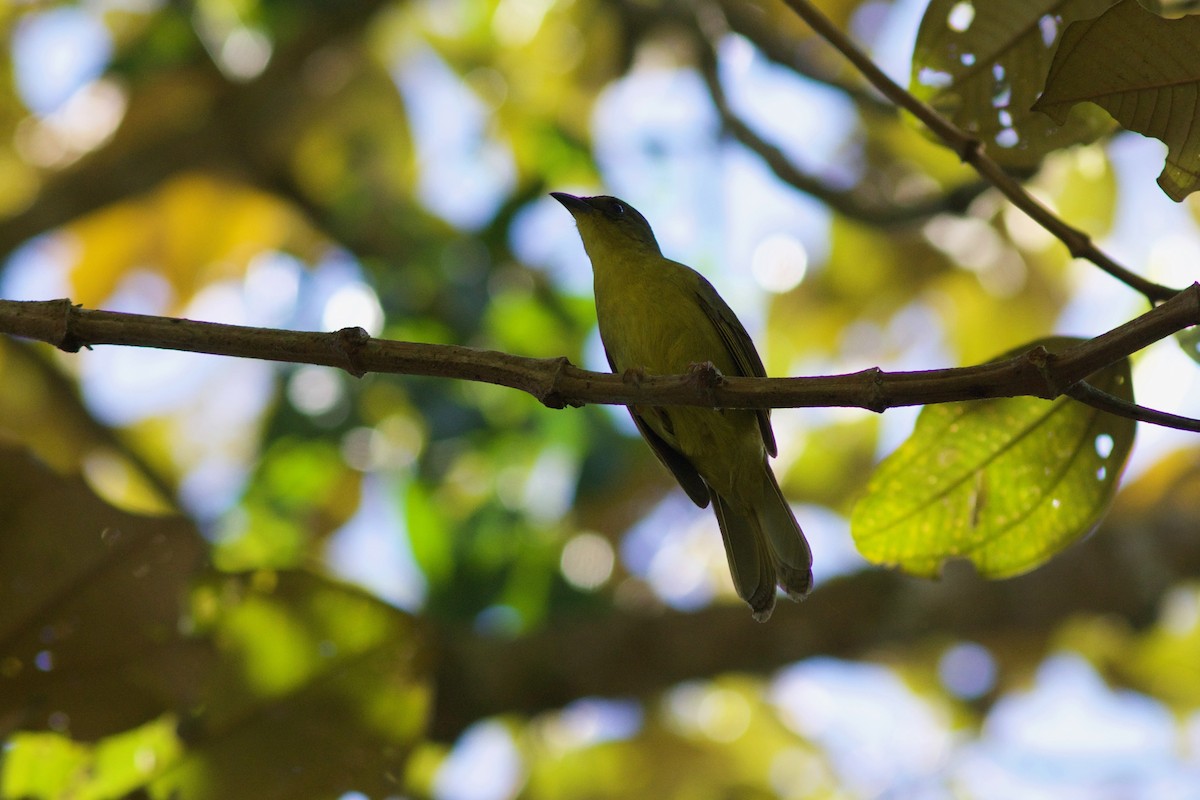 Olive-green Tanager - Gabriel Leite