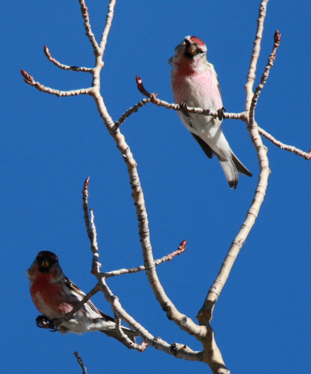 Common Redpoll - ML24222061