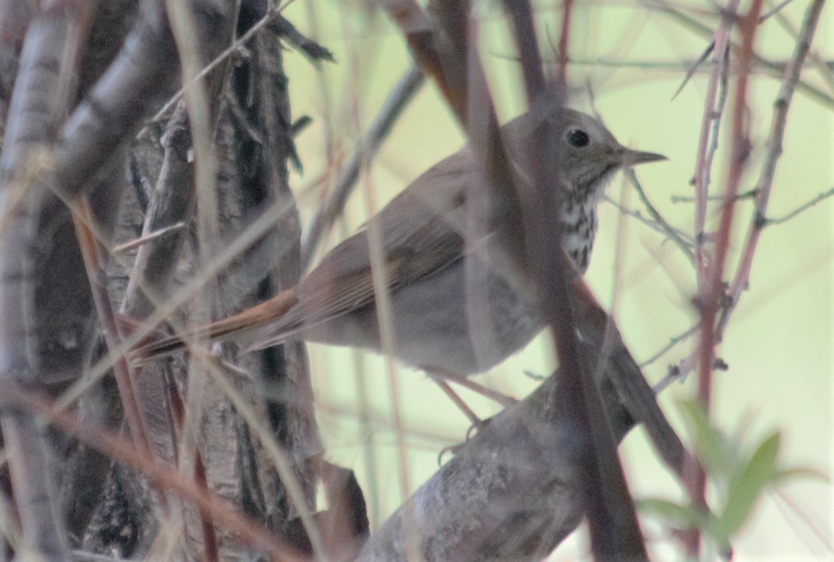 Hermit Thrush - ML242223021