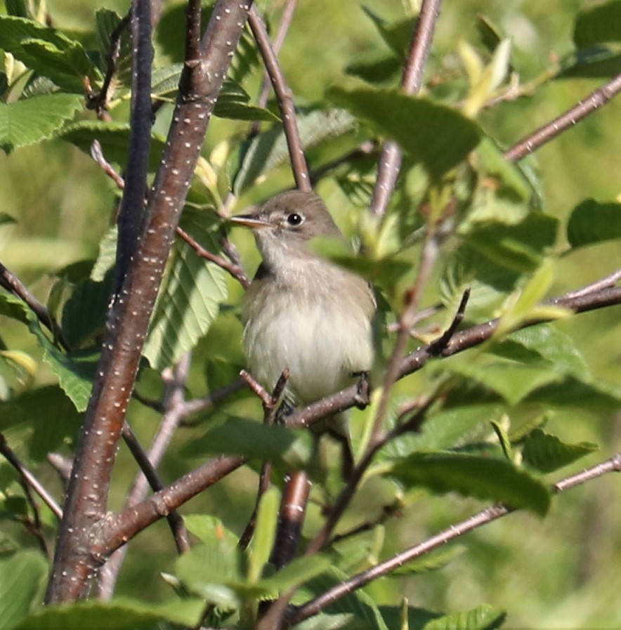 Alder/Willow Flycatcher (Traill's Flycatcher) - ML242223301