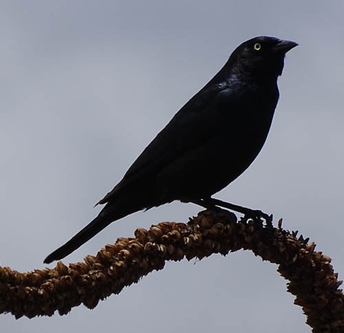 Brewer's Blackbird - ML242225141