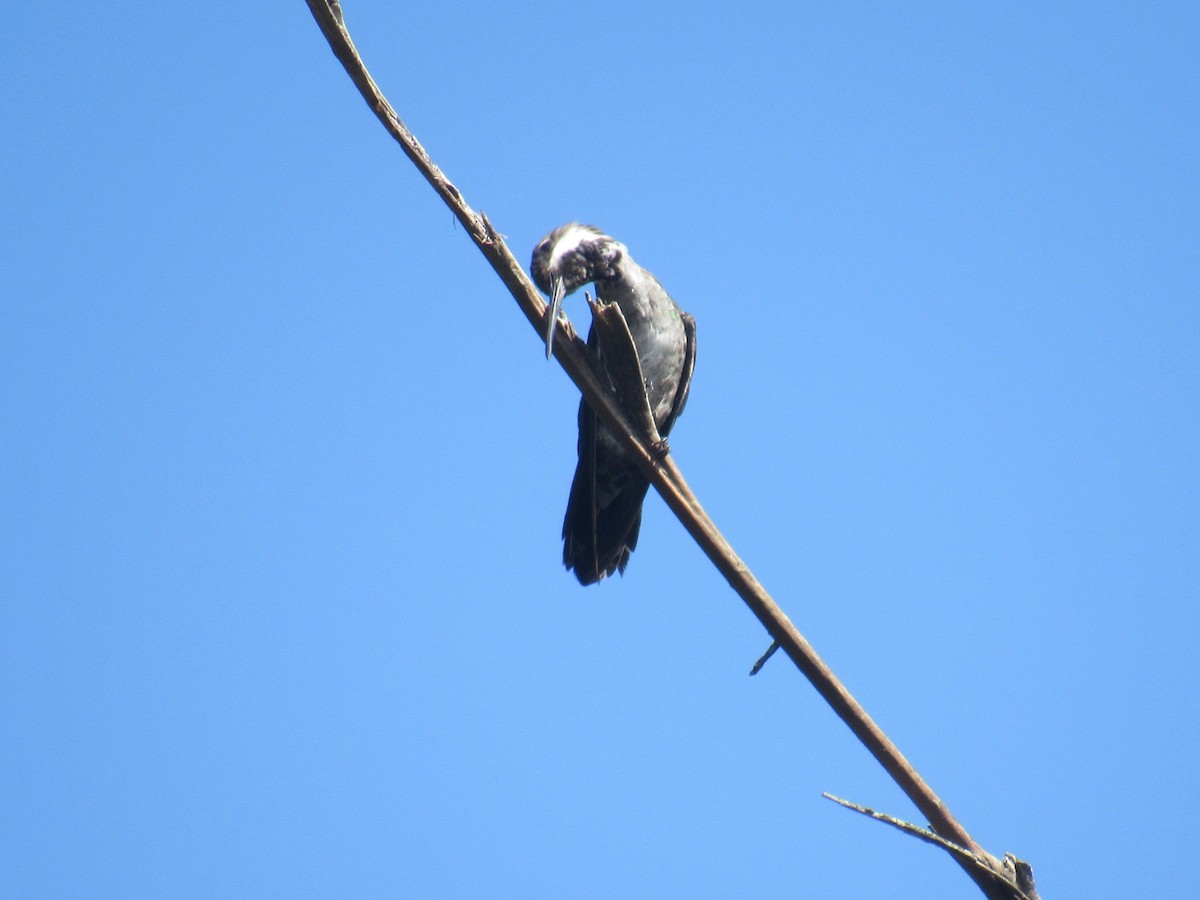 Long-billed Starthroat - Edwin Calderon