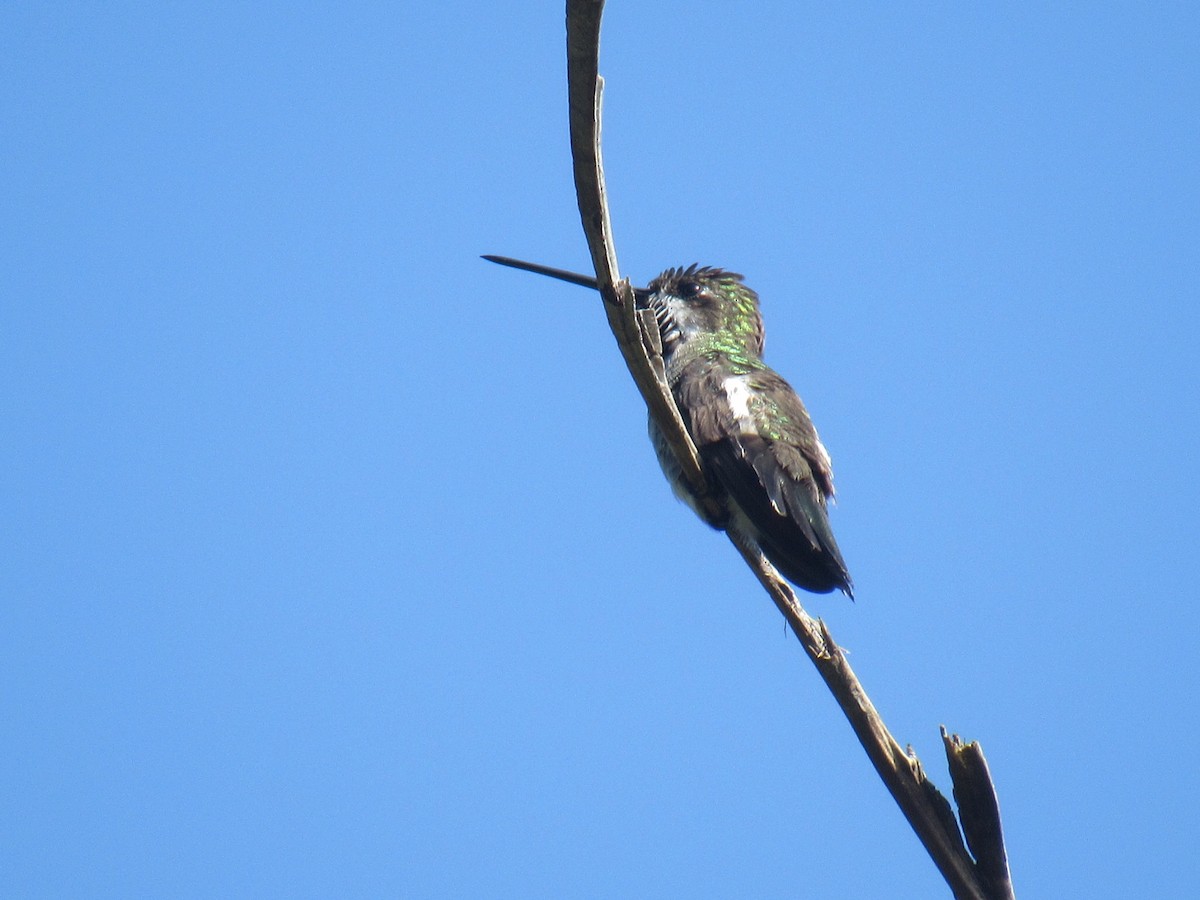 kolibřík hvězdohrdlý - ML242229001