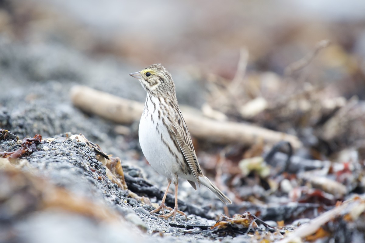 Savannah Sparrow - ML242229861