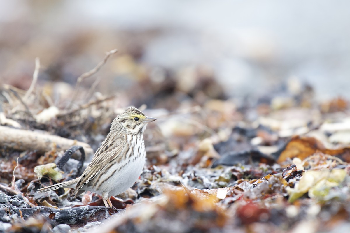 Savannah Sparrow - ML242229881