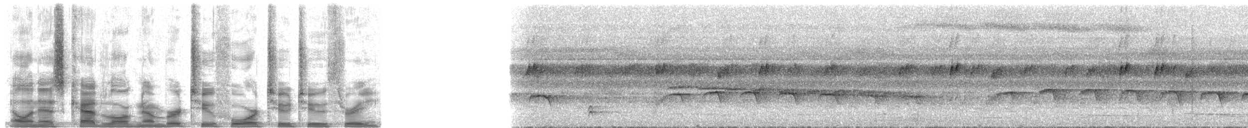 White-necked Thrush (Gray-flanked) - ML24223