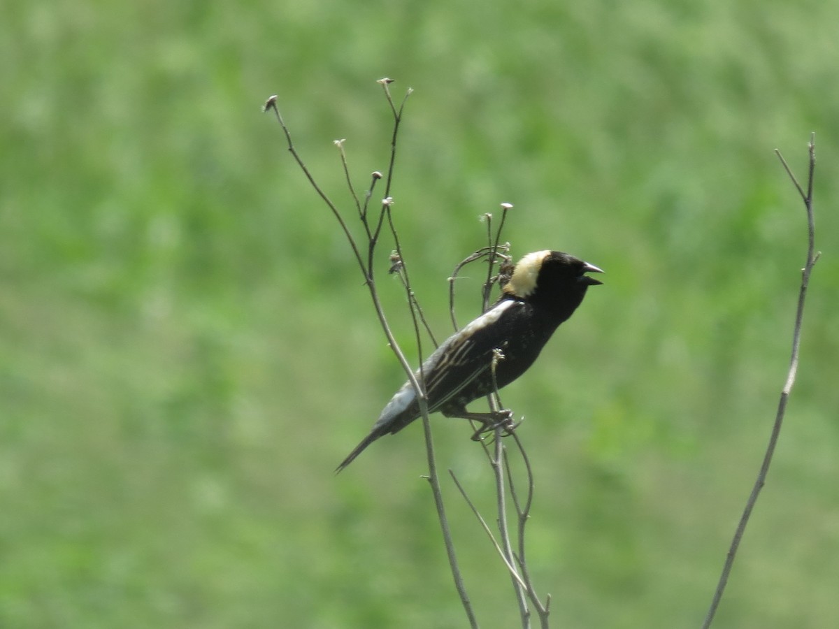 bobolink americký - ML242232201