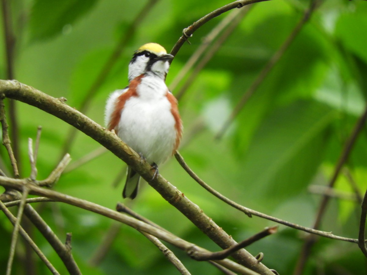 Chestnut-sided Warbler - ML242232851