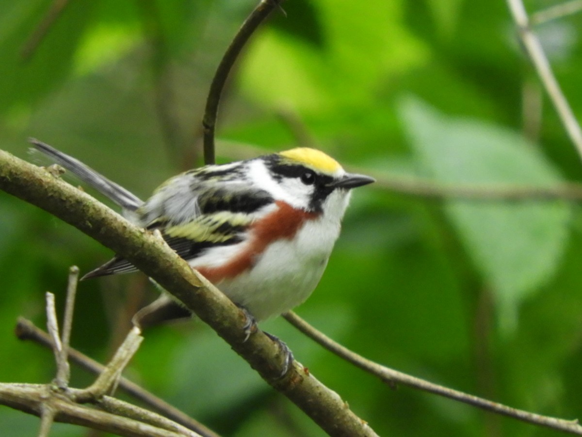 Chestnut-sided Warbler - ML242232861