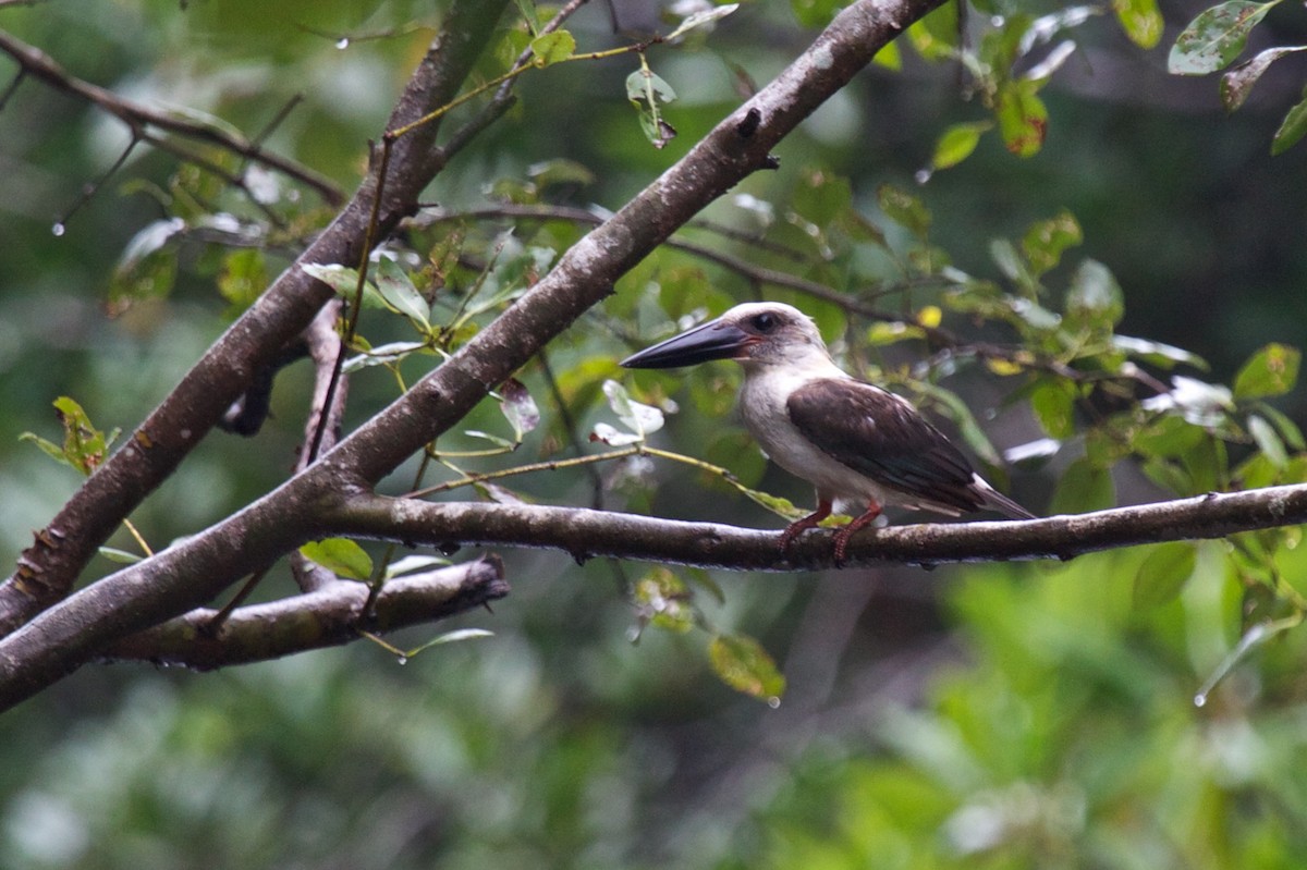 Great-billed Kingfisher - ML242233271