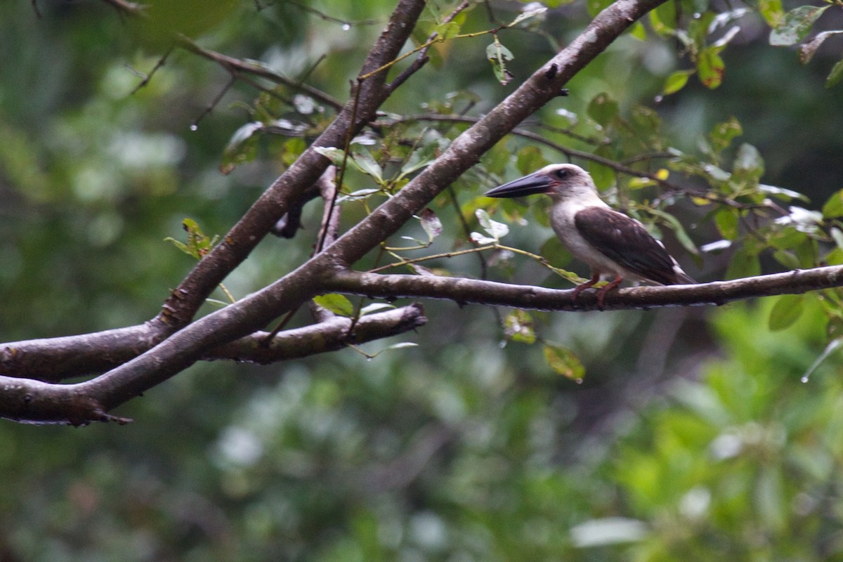 Great-billed Kingfisher - ML242233291