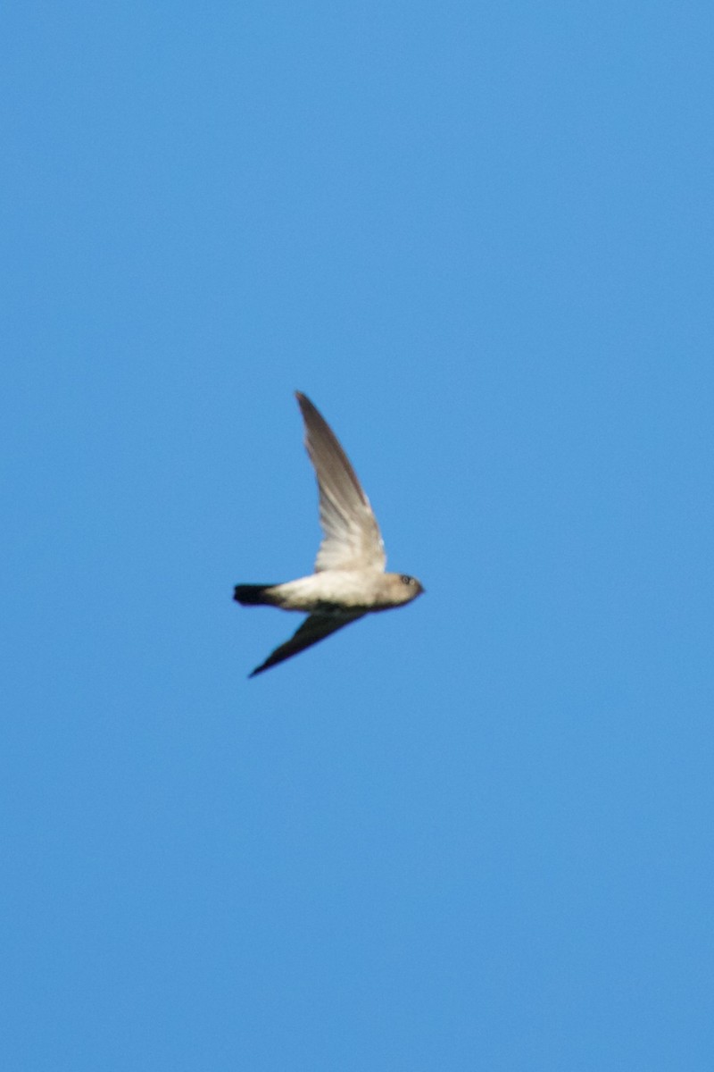 Sulawesi Swiftlet - ML242233531