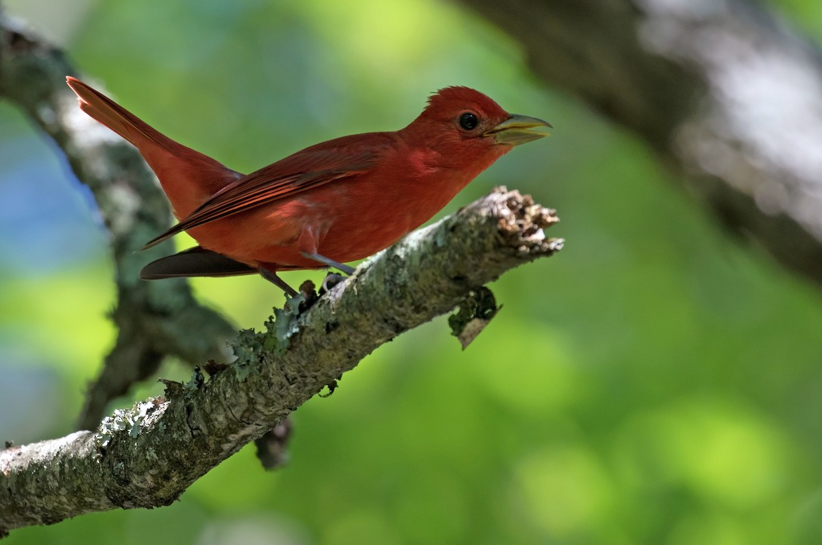 Summer Tanager - ML242234141