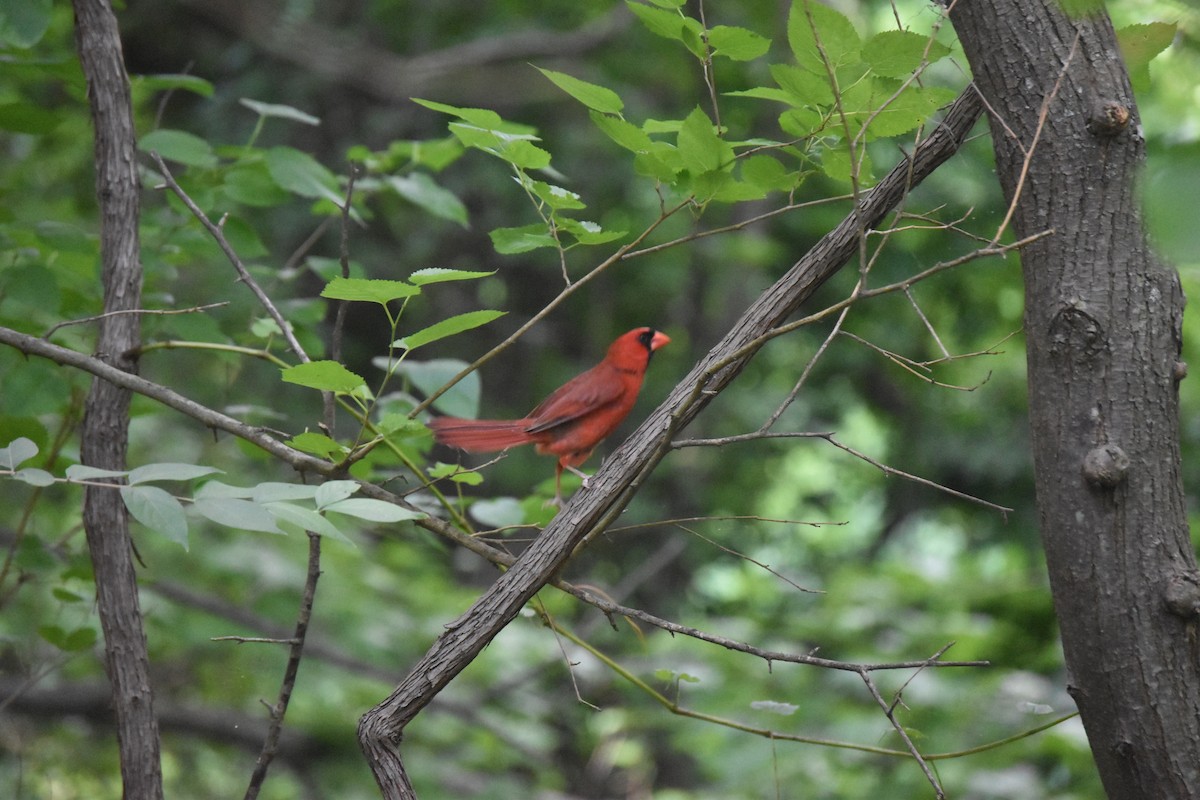 Northern Cardinal - ML242234321