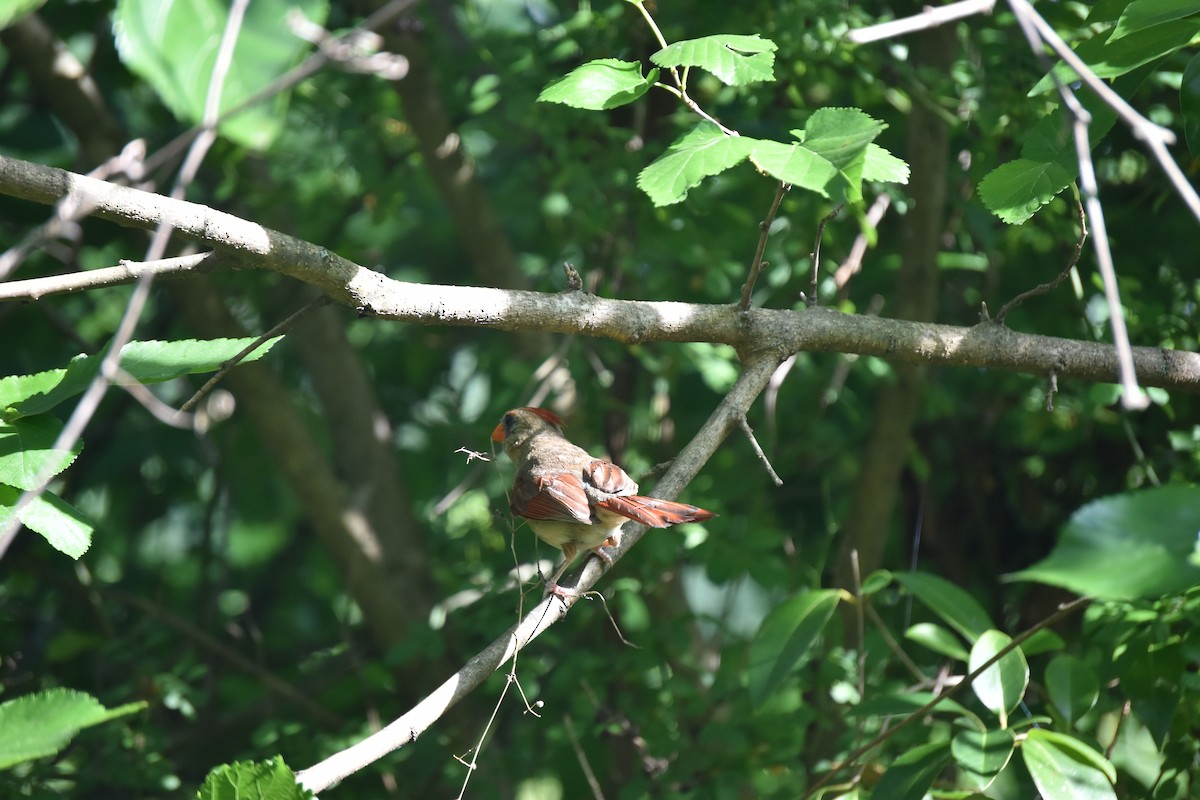 Northern Cardinal - ML242234381