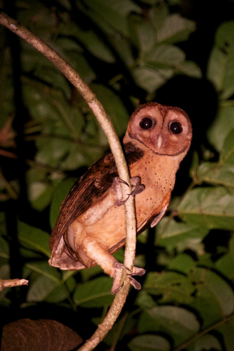 Minahasa Masked-Owl - Eric Barnes