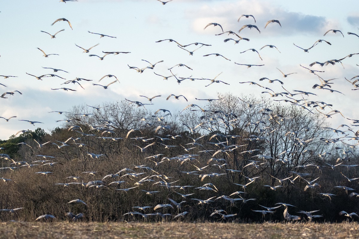 Sandhill Crane - ML242236321