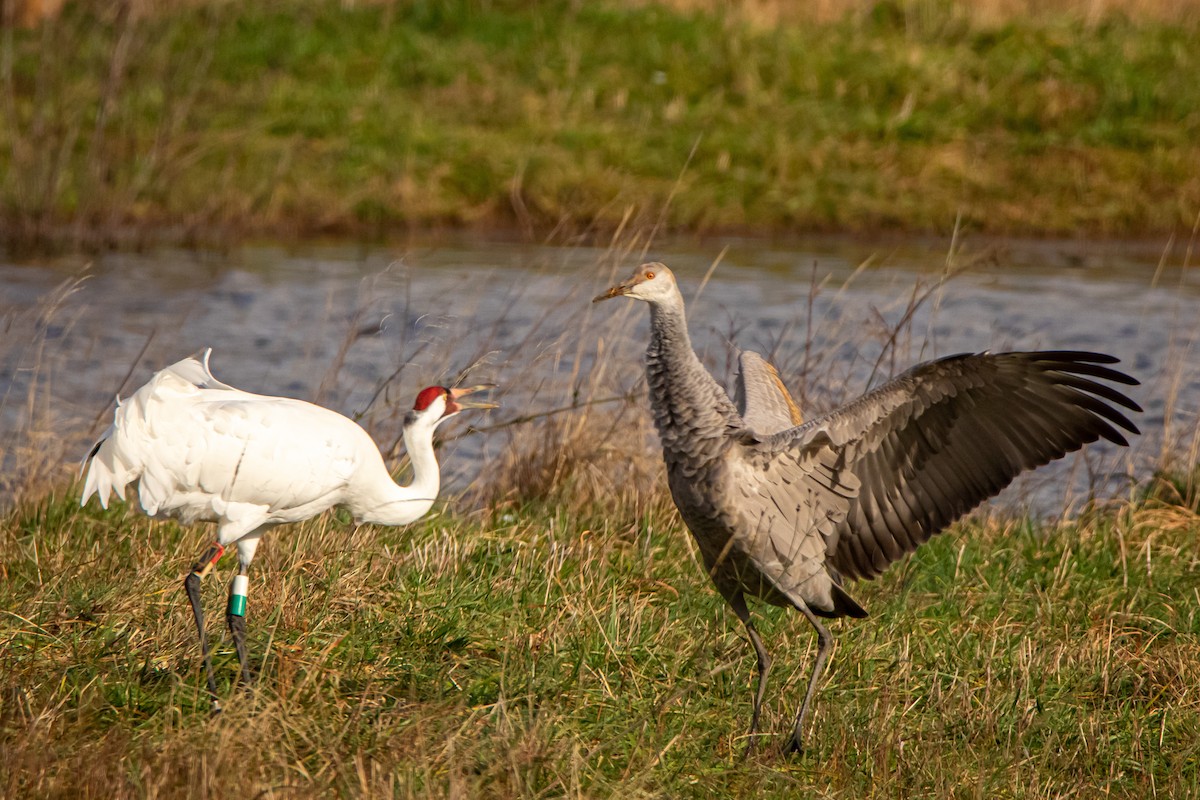 Sandhill Crane - ML242236451