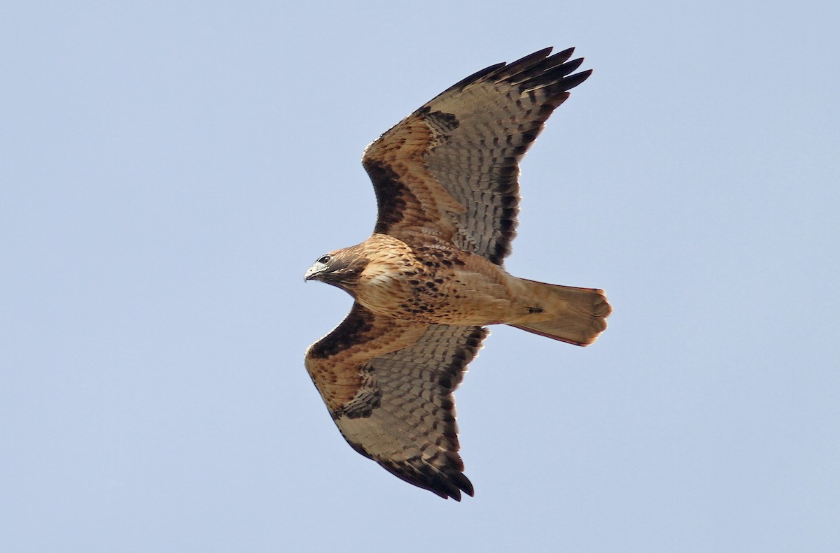 Red-tailed Hawk (calurus/alascensis) - Jerry Liguori
