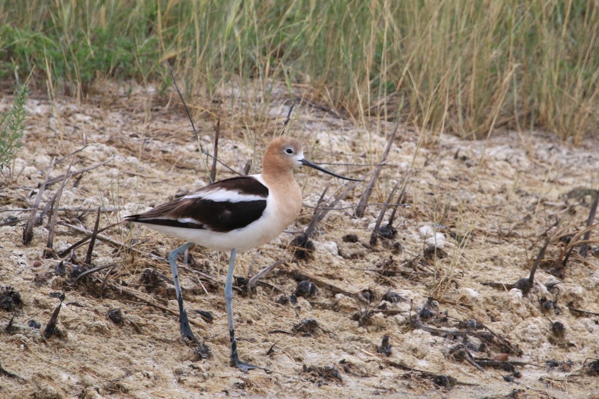 American Avocet - ML242237181