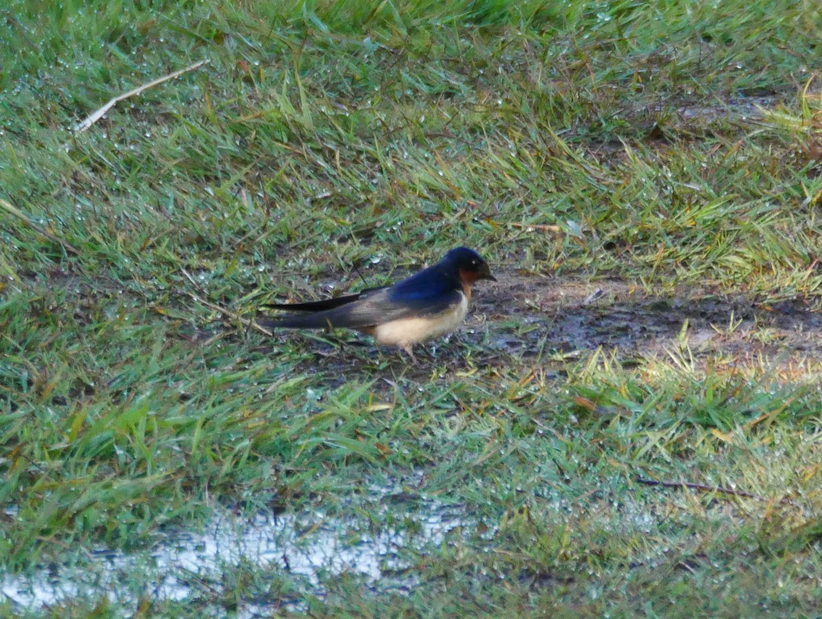 Barn Swallow - Natalie Barkhouse-Bishop