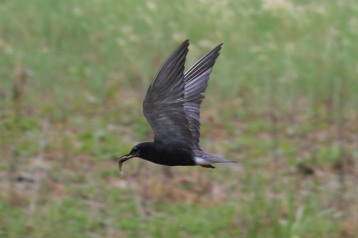 Black Tern - ML242237671