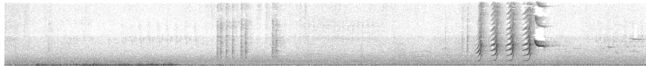 Quiscale à longue queue (groupe graysoni) - ML242237911