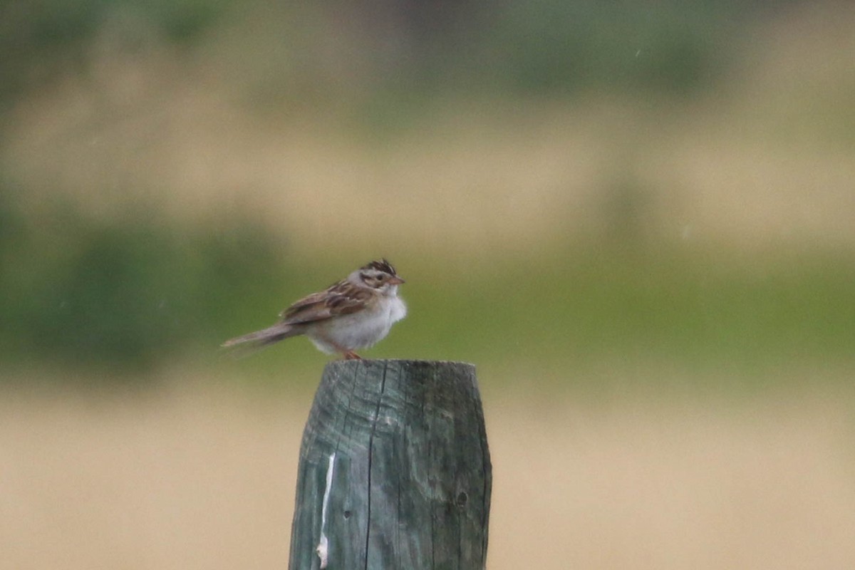 Clay-colored Sparrow - ML242238161