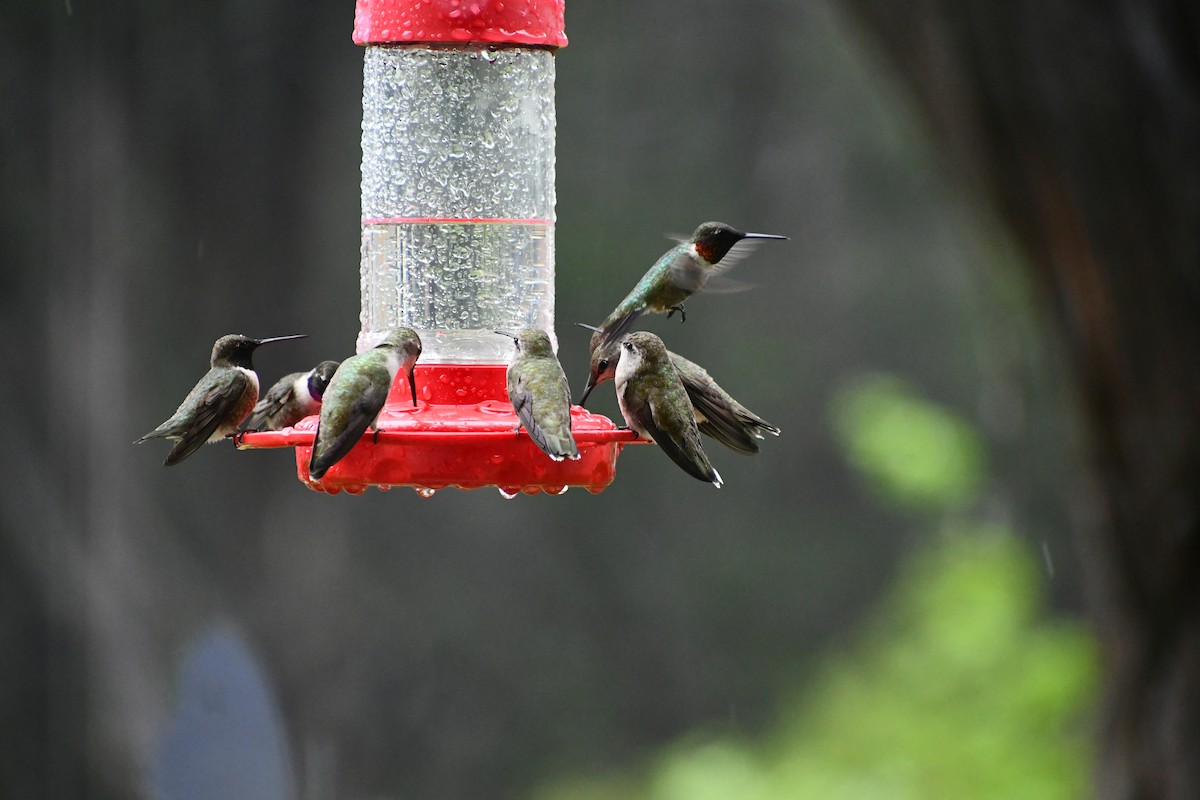 Ruby-throated Hummingbird - Laura Dow