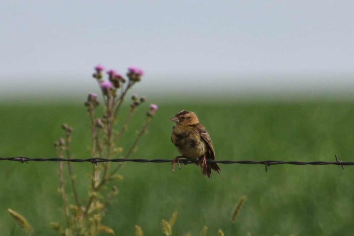 Bobolink - ML242240911