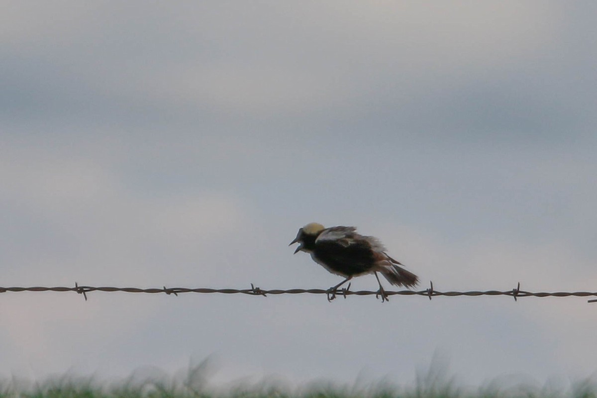 Bobolink - ML242240921