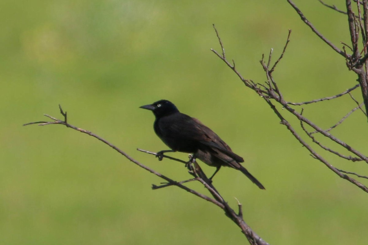 Common Grackle - ML242241061